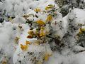 Gorse in snow, Blackheath P1070071